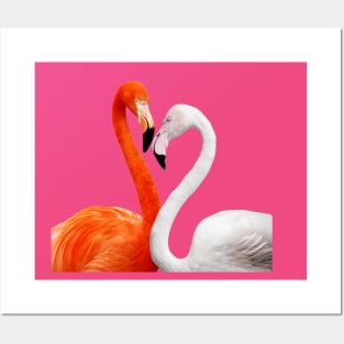 Flamingos Birds Plumage Feathers Beak Colorful Posters and Art